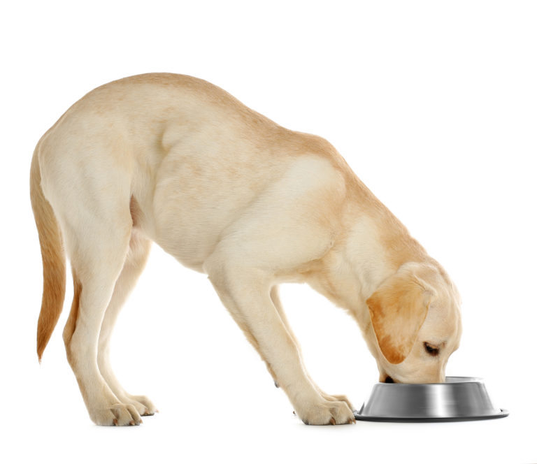 de juiste voeding voor de labrador retriever