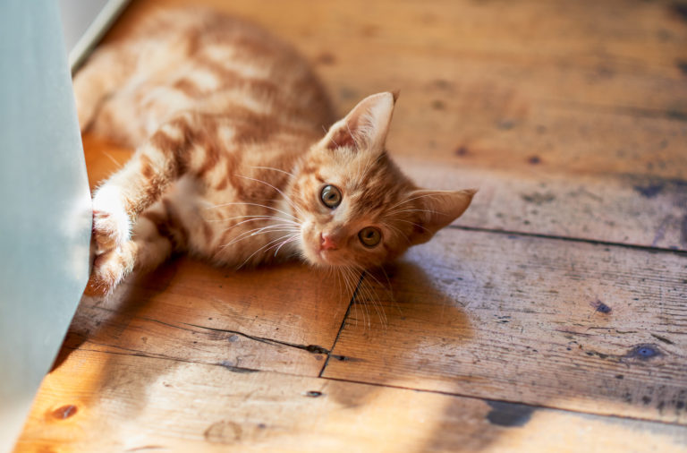 laserpen katten