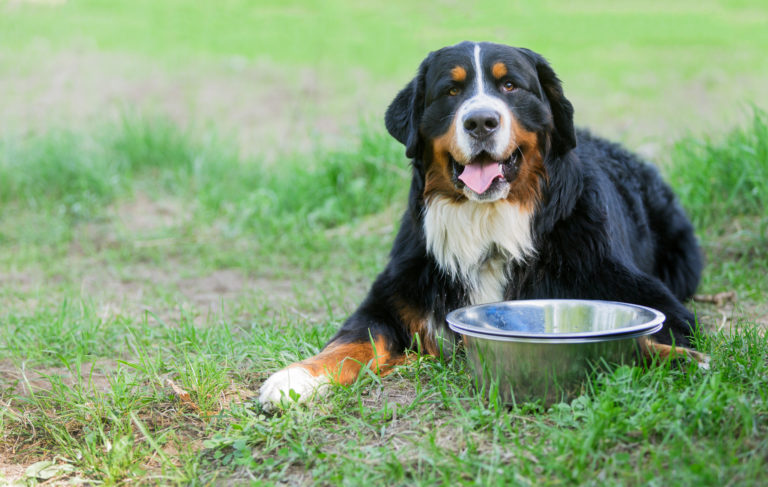 voeding berner sennenhond