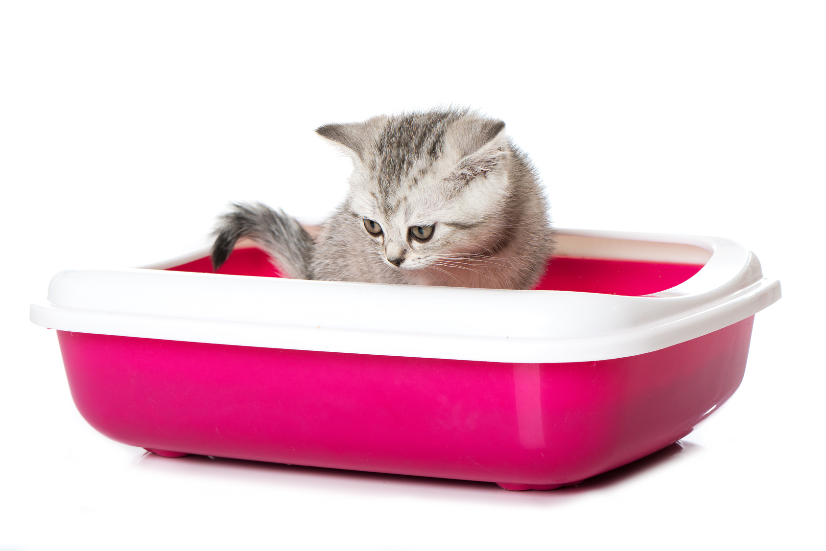 Diarree bij kittens: zijn de symptomen en de oorzaken? | zooplus