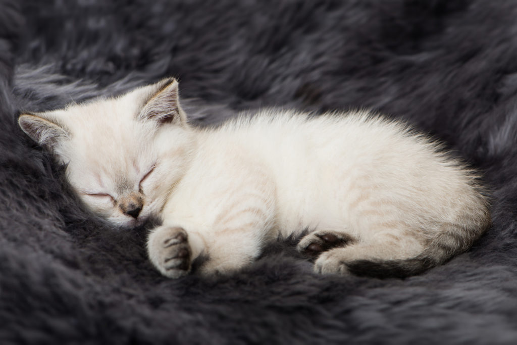 diarree bij kittens