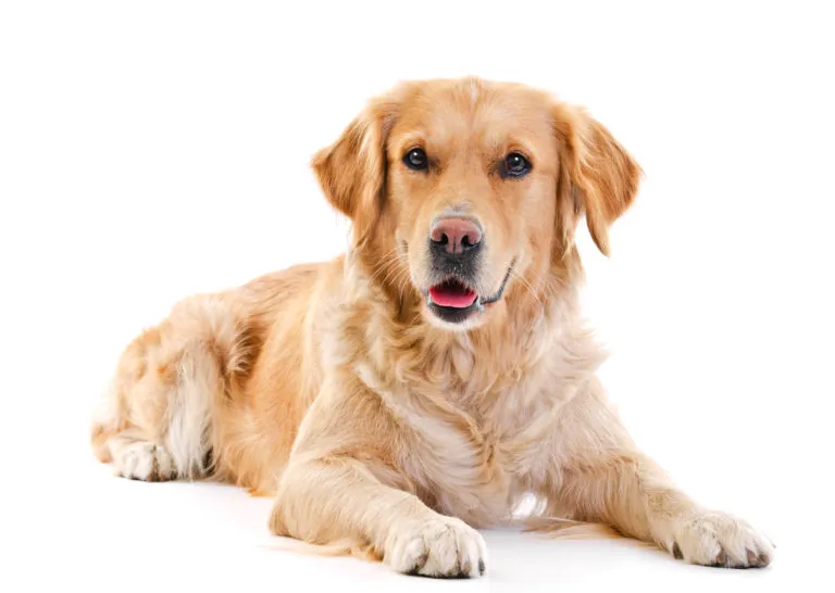 de juiste voeding voor de golden retriever