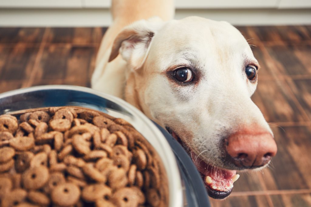 slaaf zak Cyclopen Hondenvoer met veel vlees: ontdek hoogwaardig hondenvoer | zooplus