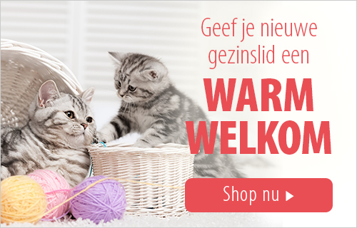 kittenwinkel