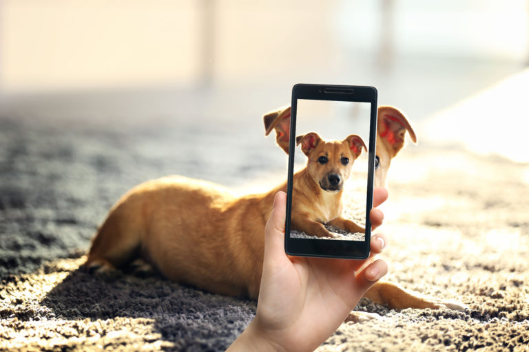 Hondenfoto met telefoon