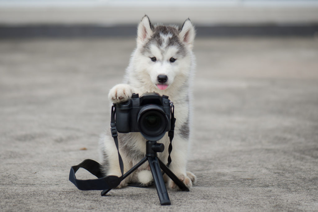 husky puppy met camera