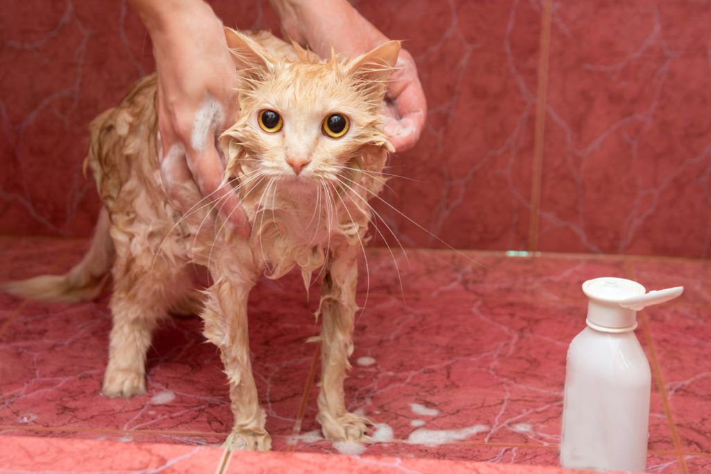 moet ik mijn kat wassen