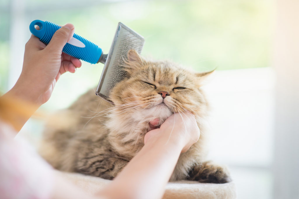 moet ik mijn kat wassen