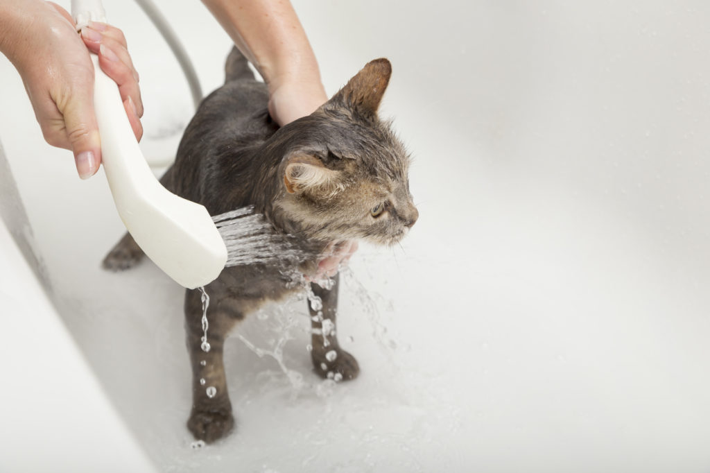 moet ik mijn kat wassen