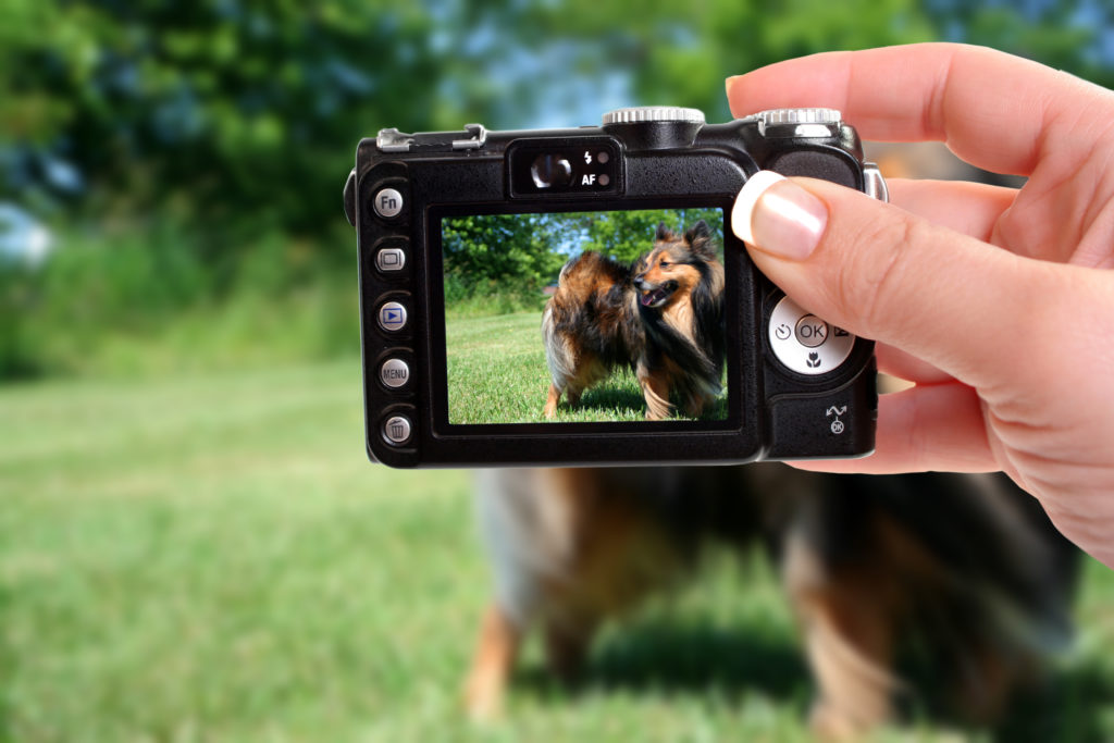 tipps für perfekte hundefoto tips voor de perfecte hondenfoto
