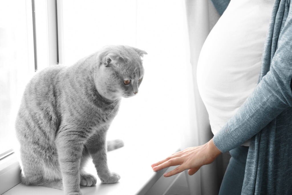 toxoplasmose toxoplasmose