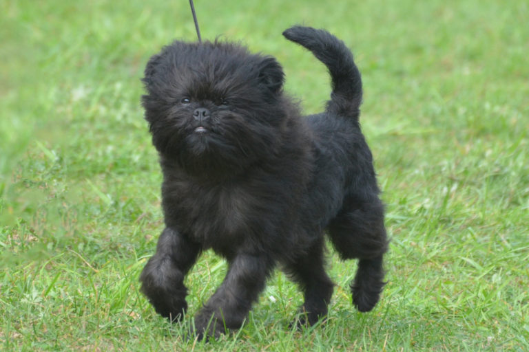 Affenpinscher