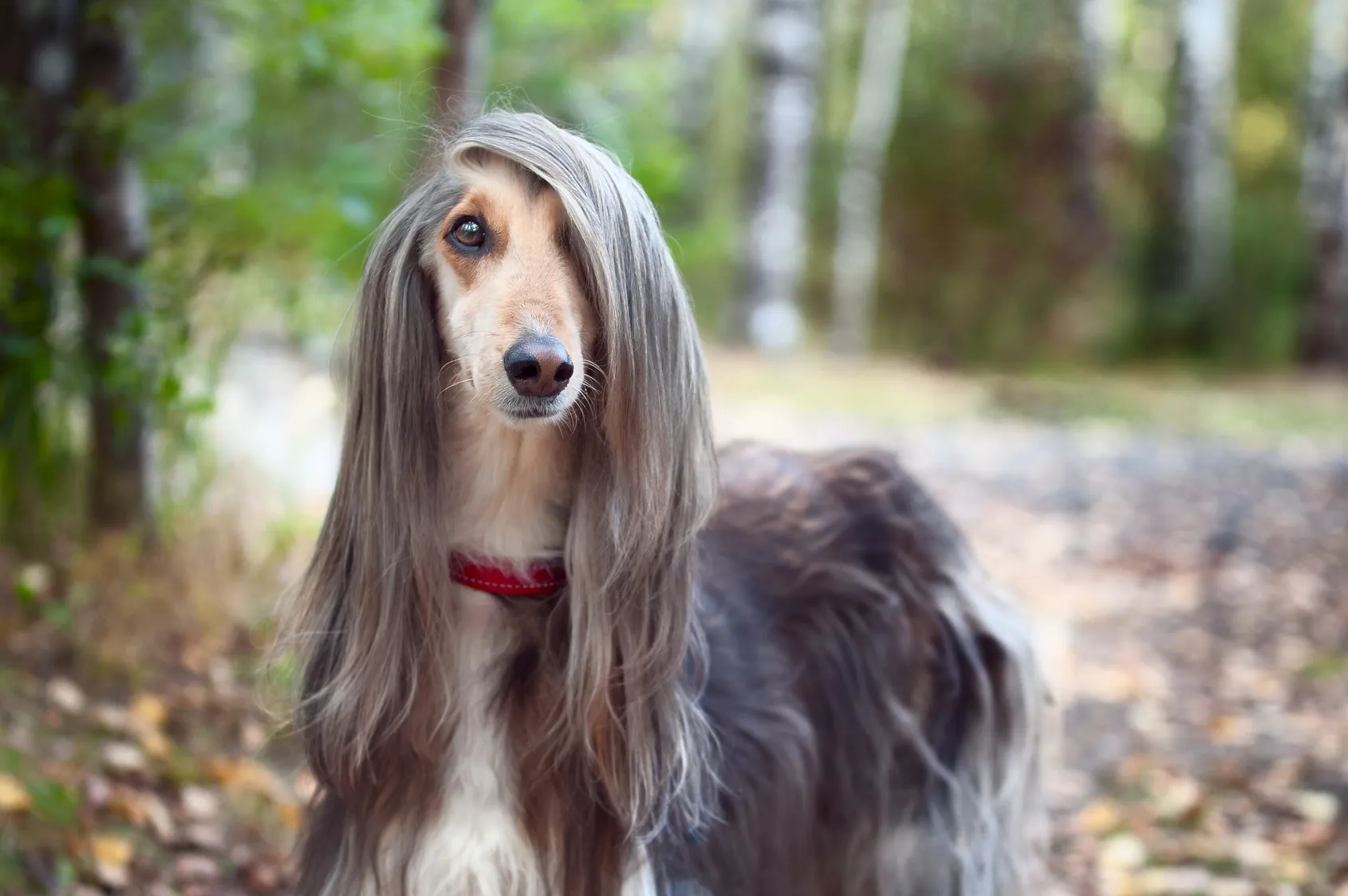 Afghaanse Windhond