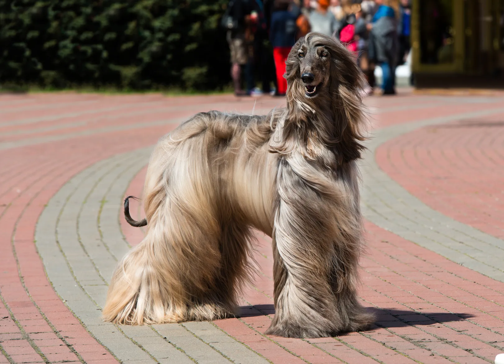 Afghaanse Windhond