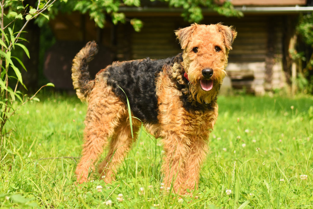 Airedale Terriër