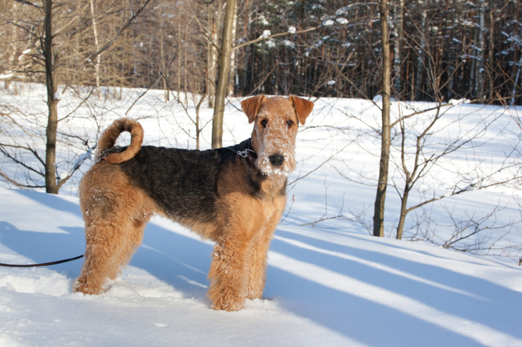 Airedale Terriër