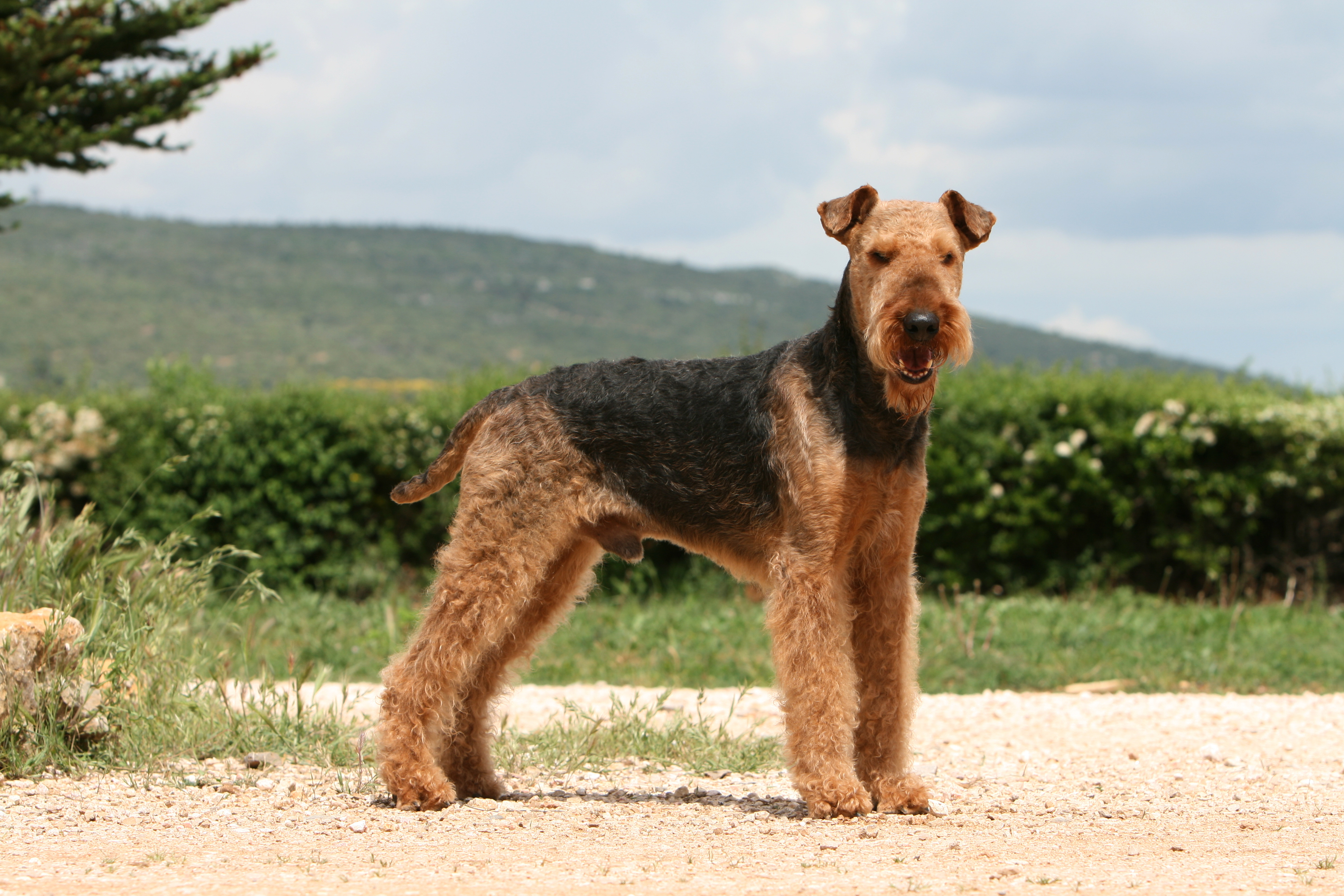 Onwijs Airedale Terriër - Lees alles over de zeer actieve hond | zooplus ZR-01