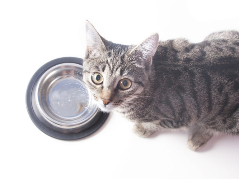 De juiste voerbak kiezen voor een kat