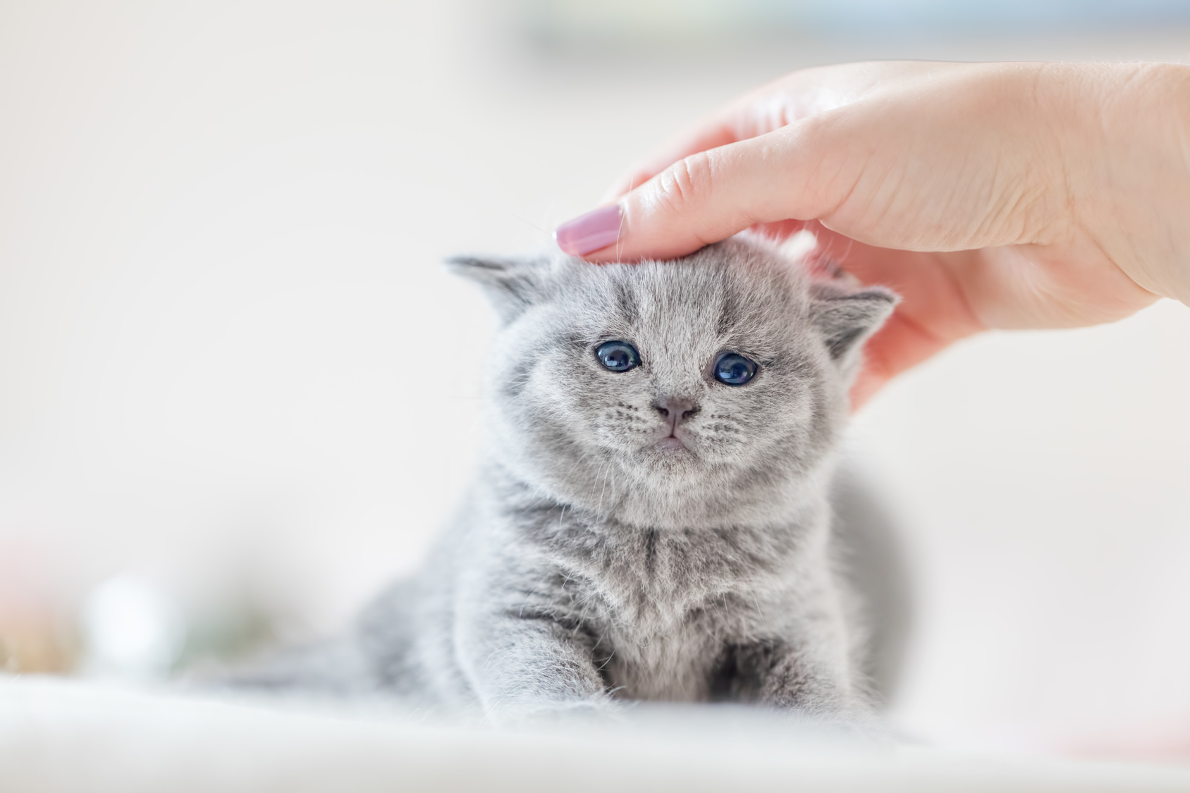 Zeebrasem Wijzer prinses Kittens ontwormen: hoe doe je dit op een professionele manier? | zooplus