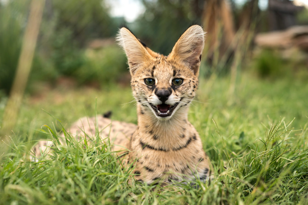 Wijzer Doe voorzichtig heilig Serval kat - Lees hier alles over de voorvader van de Savannah | zooplus