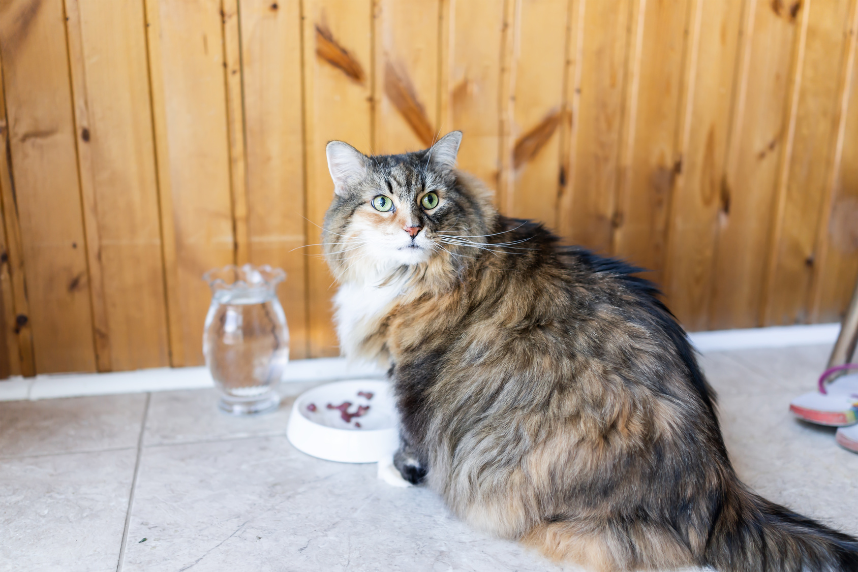 opgroeien Decoratief Aanbevolen Voeding voor een Maine Coon: welk voer is het beste? | zooplus