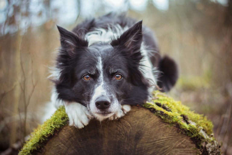 voeding voor de Border Collie