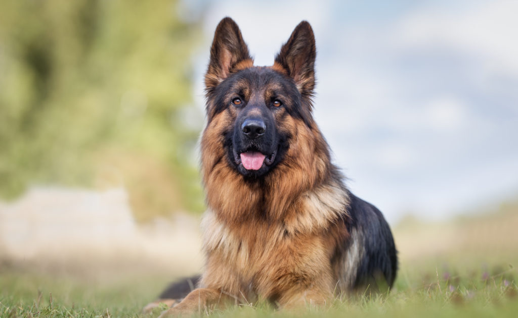 Rasspecifiek voer voor honden