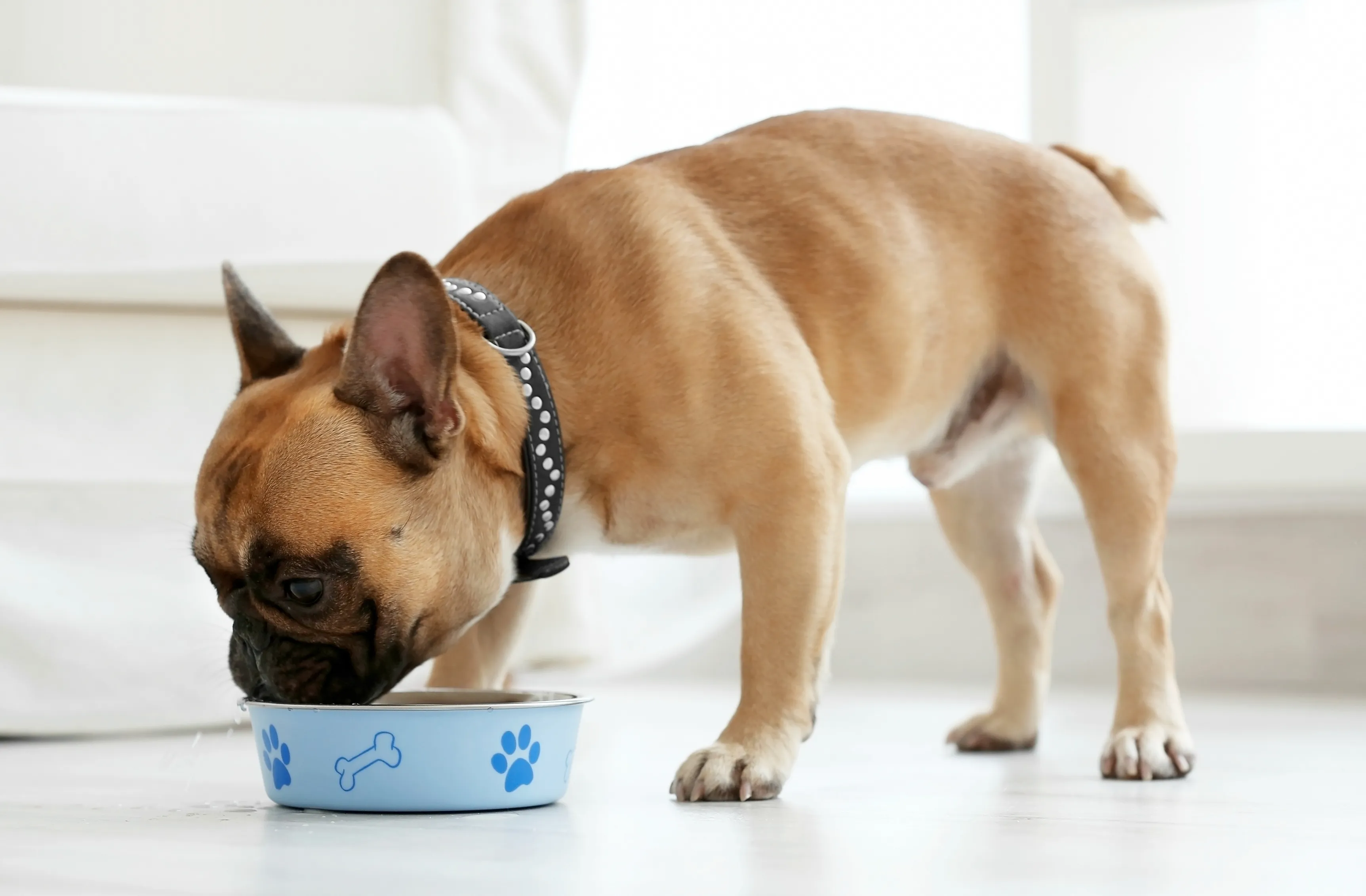 Dierenmishandeling: Voor het eerst een boete voor fokker Franse bulldogs Dierenmishandeling: Voor het eerst een boete voor fokker Franse bulldogs