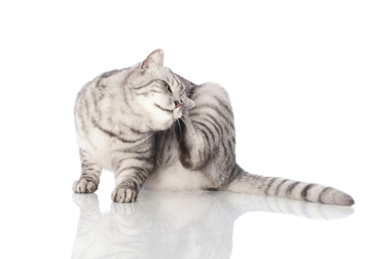 Vacht- en huidaandoeningen bij katten