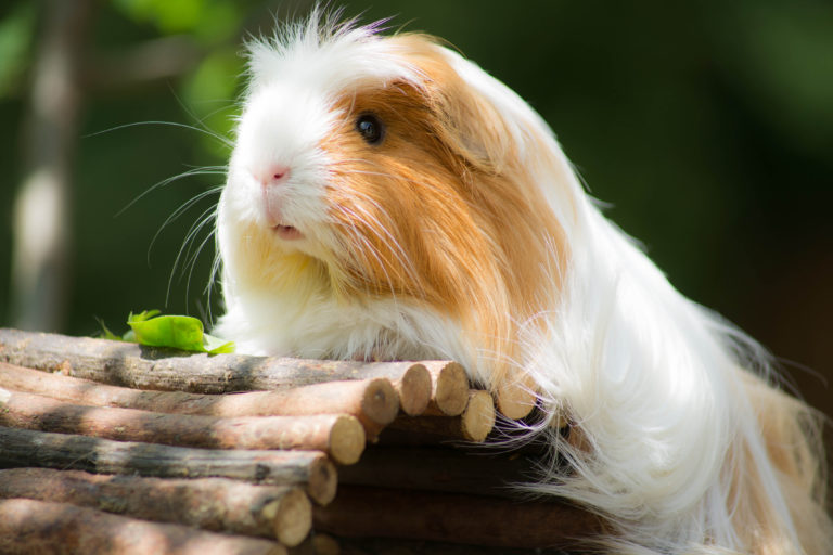 Buitenseizoen voor cavia's