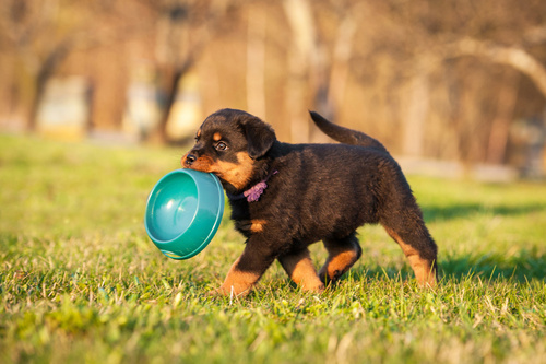 voeding voor de rottweiler