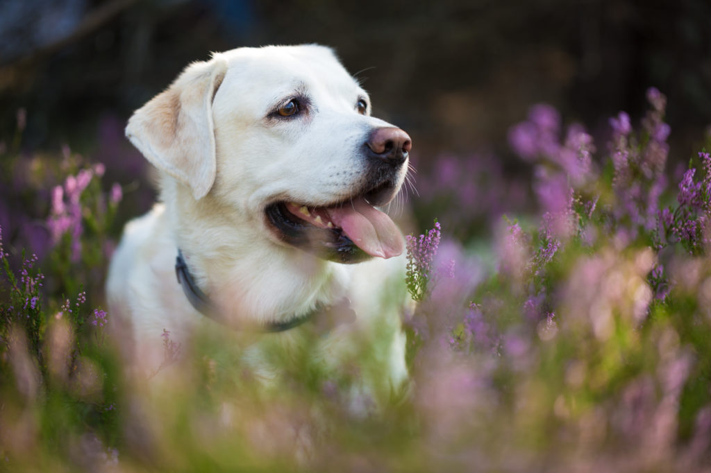 Rasspecifiek voer voor honden