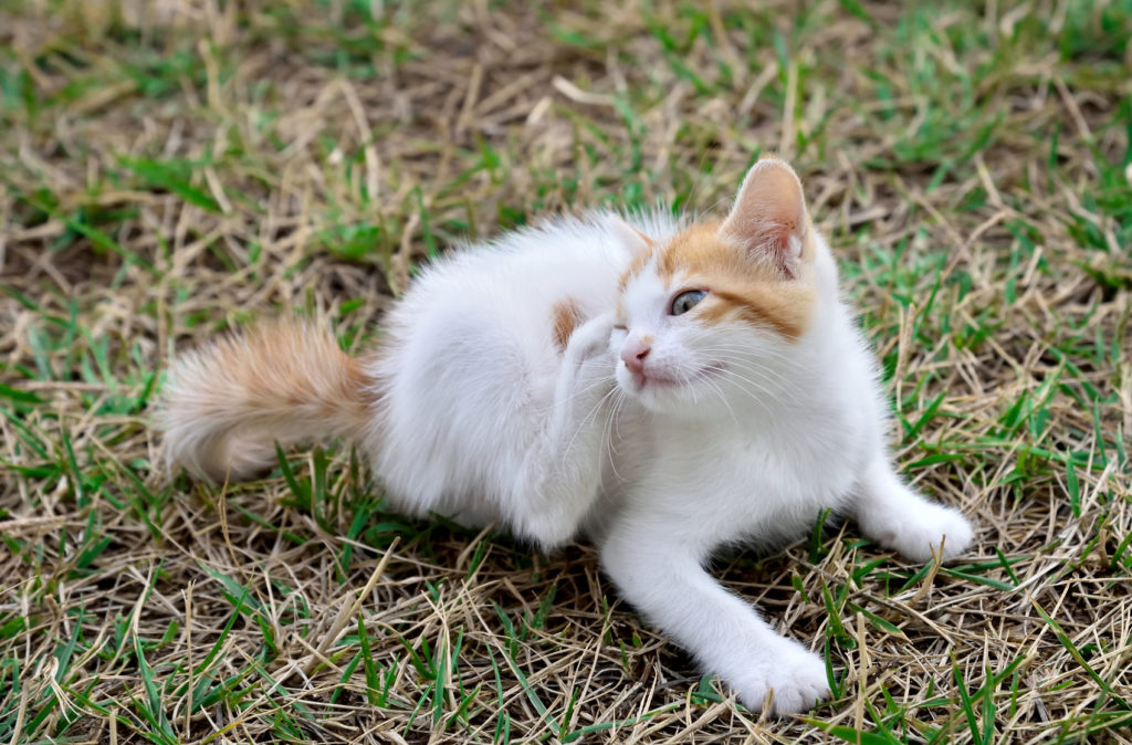 Vacht- en huidaandoeningen bij katten Vacht- en huidaandoeningen bij katten