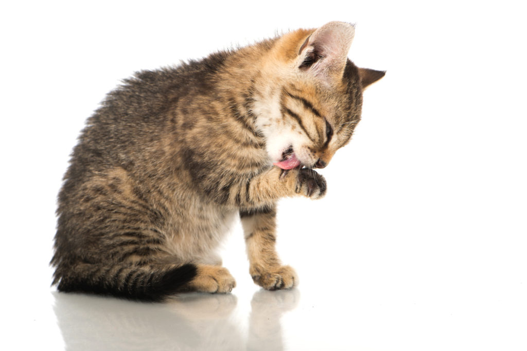 Vacht- en huidaandoeningen bij katten