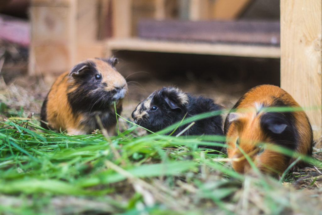 Buitenseizoen voor cavia’s Buitenseizoen voor cavia's