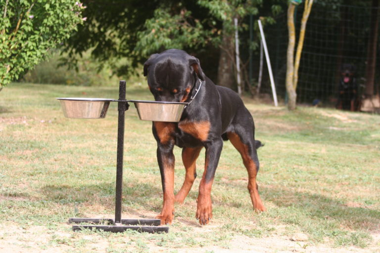 voeding voor de rottweiler