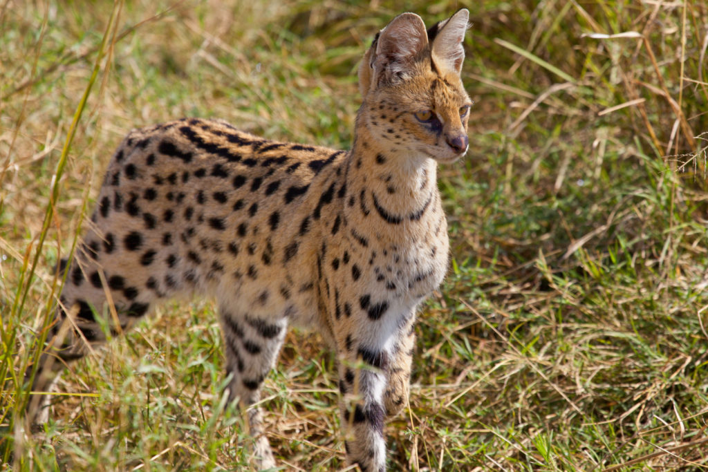 Serval kat - Lees hier alles over de van de Savannah |