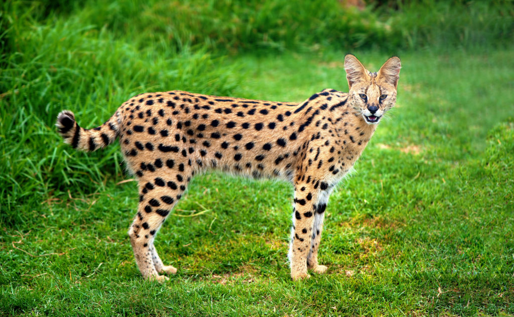 Serval kat Lees hier alles over de voorvader van de Savannah zooplus