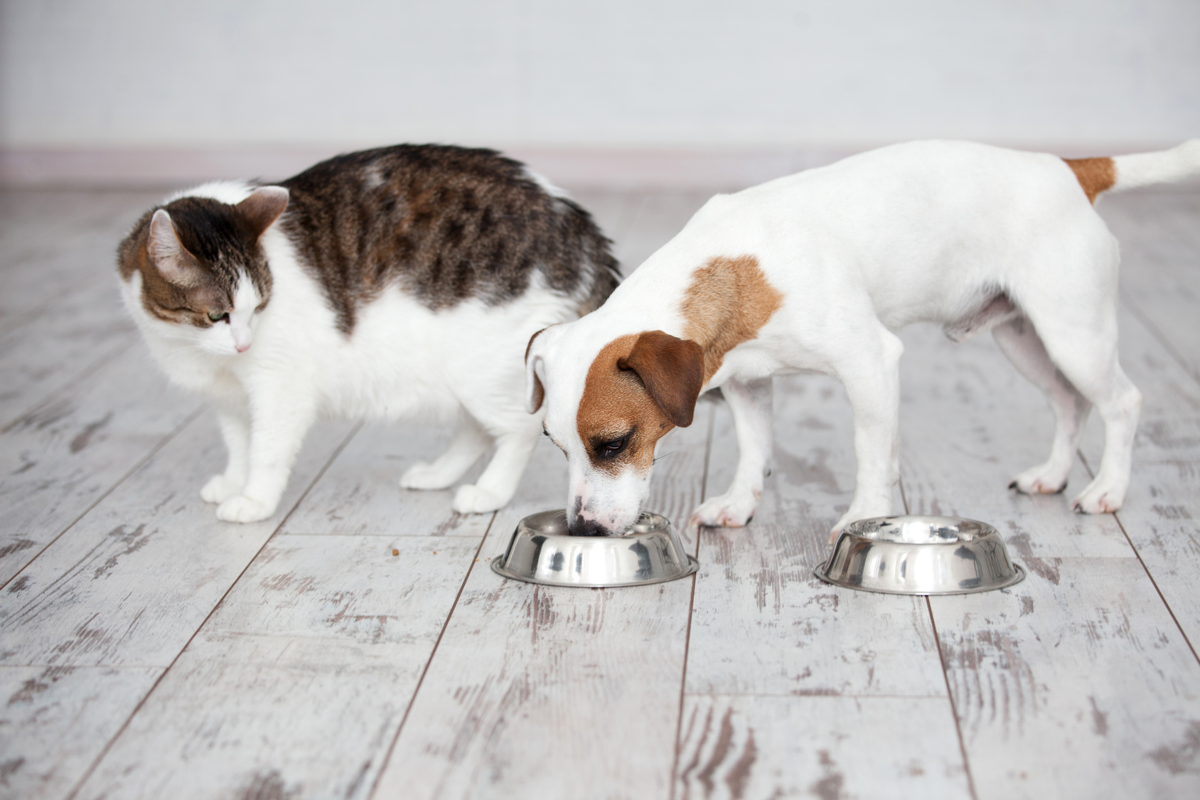 Kan ik mijn kat hondenvoer geven? Meer informatie lees je