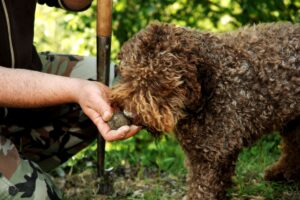 Truffelhonden