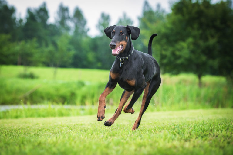 Voeding voor de Dobermann