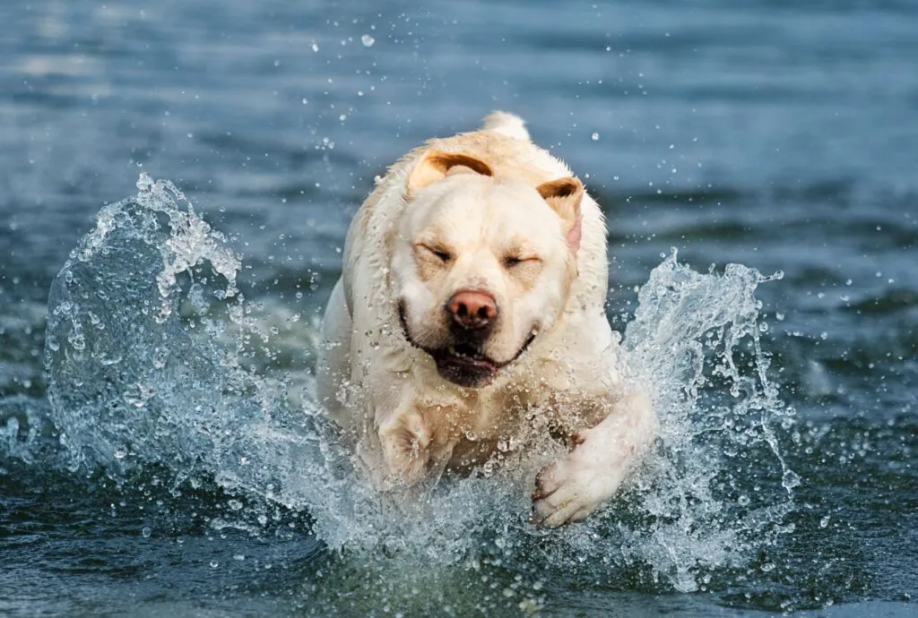 Hond met overgewicht speelt in het water
