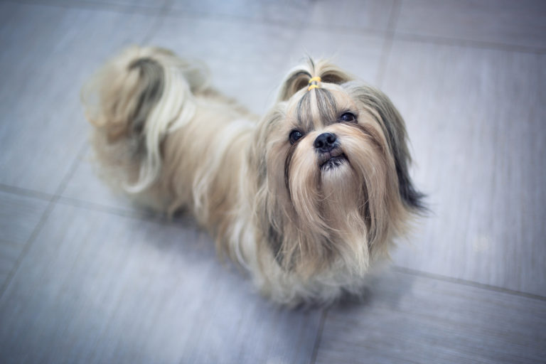 Voeding voor de Shih Tzu