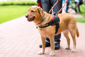 Geleidehond