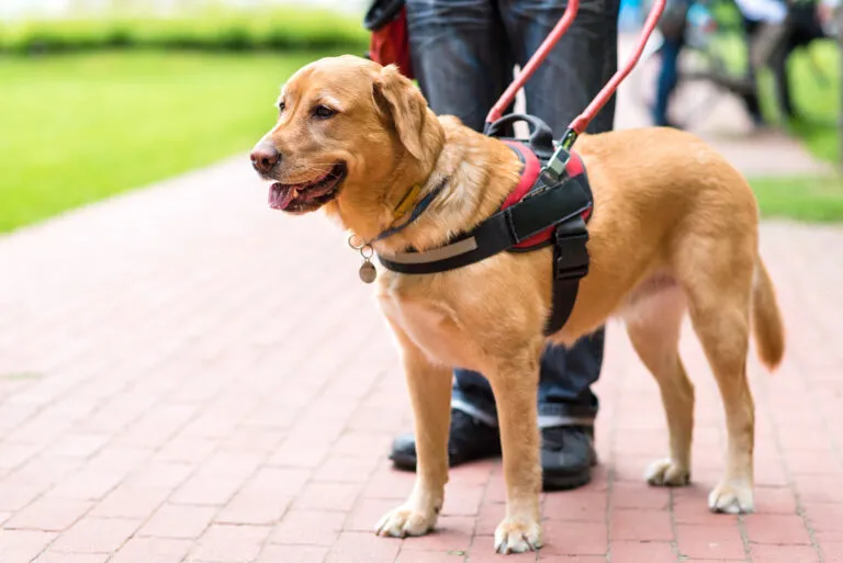 Blindengeleidehond helpt slechtziende persoon in het dagelijks leven