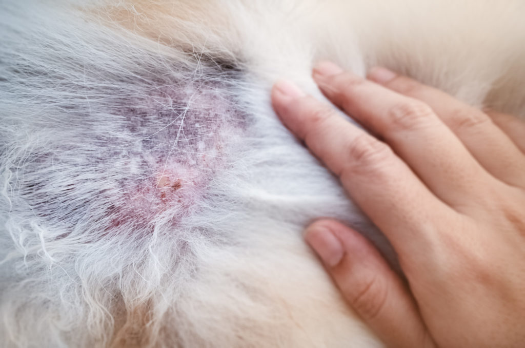 haarausfall beim hund haren die uitvallen bij hond