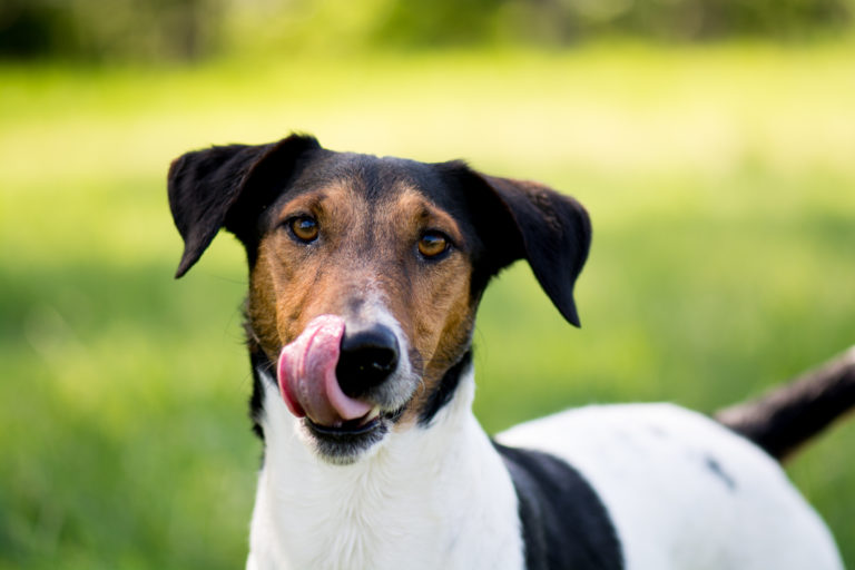 Superfood voor honden