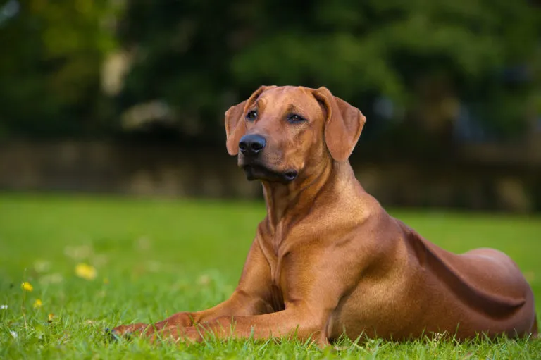 voeding voor de Rhodesian Ridgeback