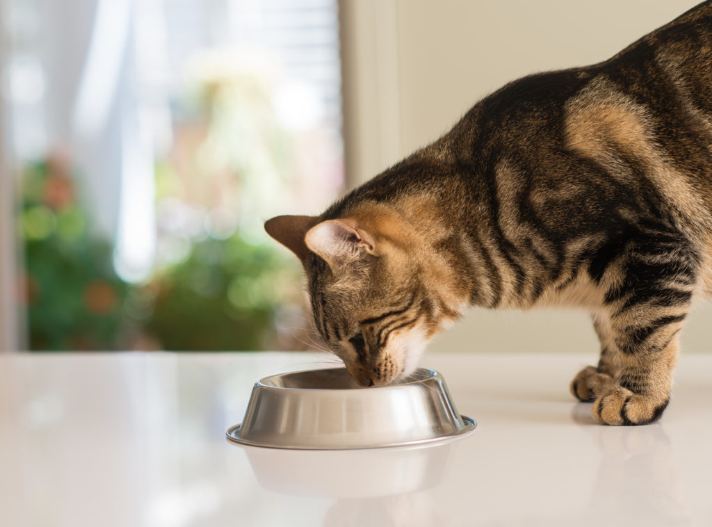 Beautiful feline cat eating on a metal bowl. Cute domestic animal. warum ist katzenfutter mit taurin wichtig