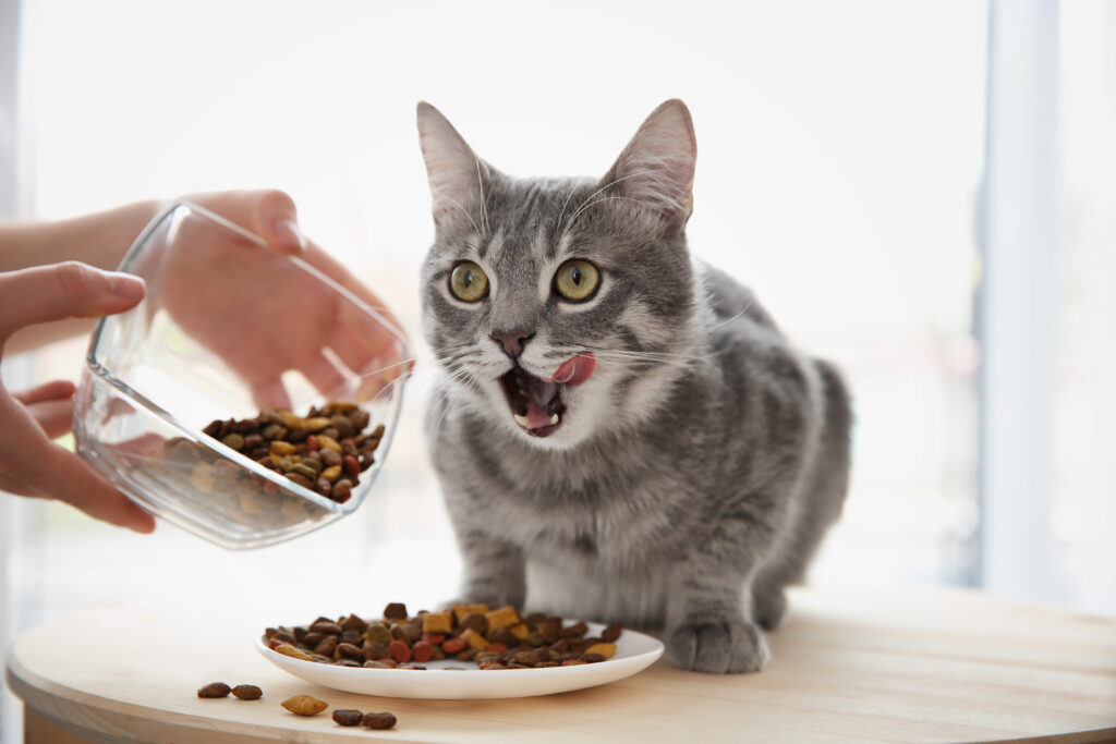 Owner feeding cute cat at home Katzenernährung für jedes Alter